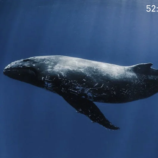 52: The Search for the Loneliest Whale 