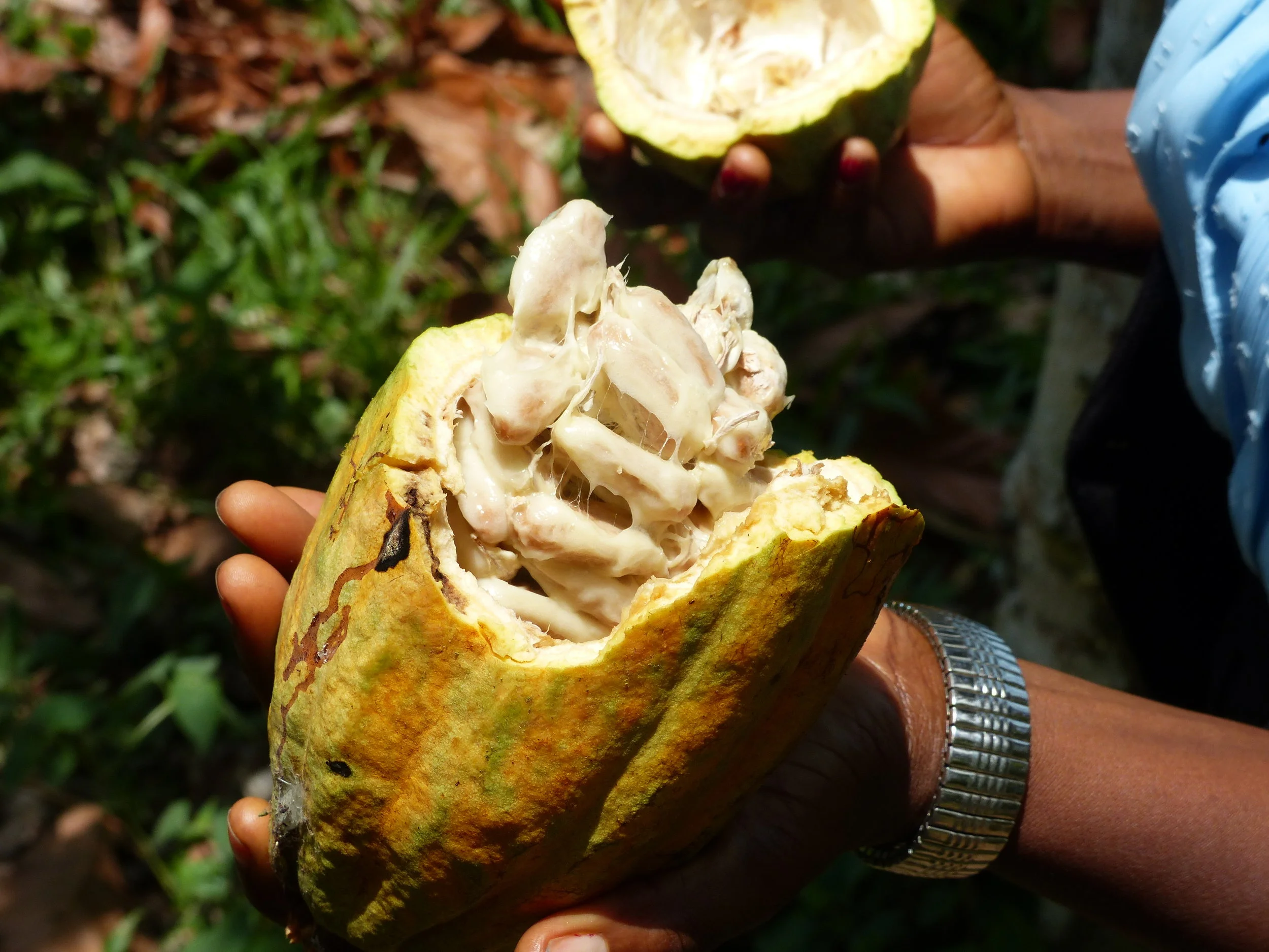 Cocoa Stories and Why Economics Matter with Michael Owusu-Manu