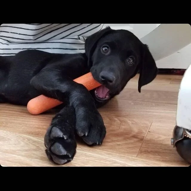 goughnuts interactive black chew ball
