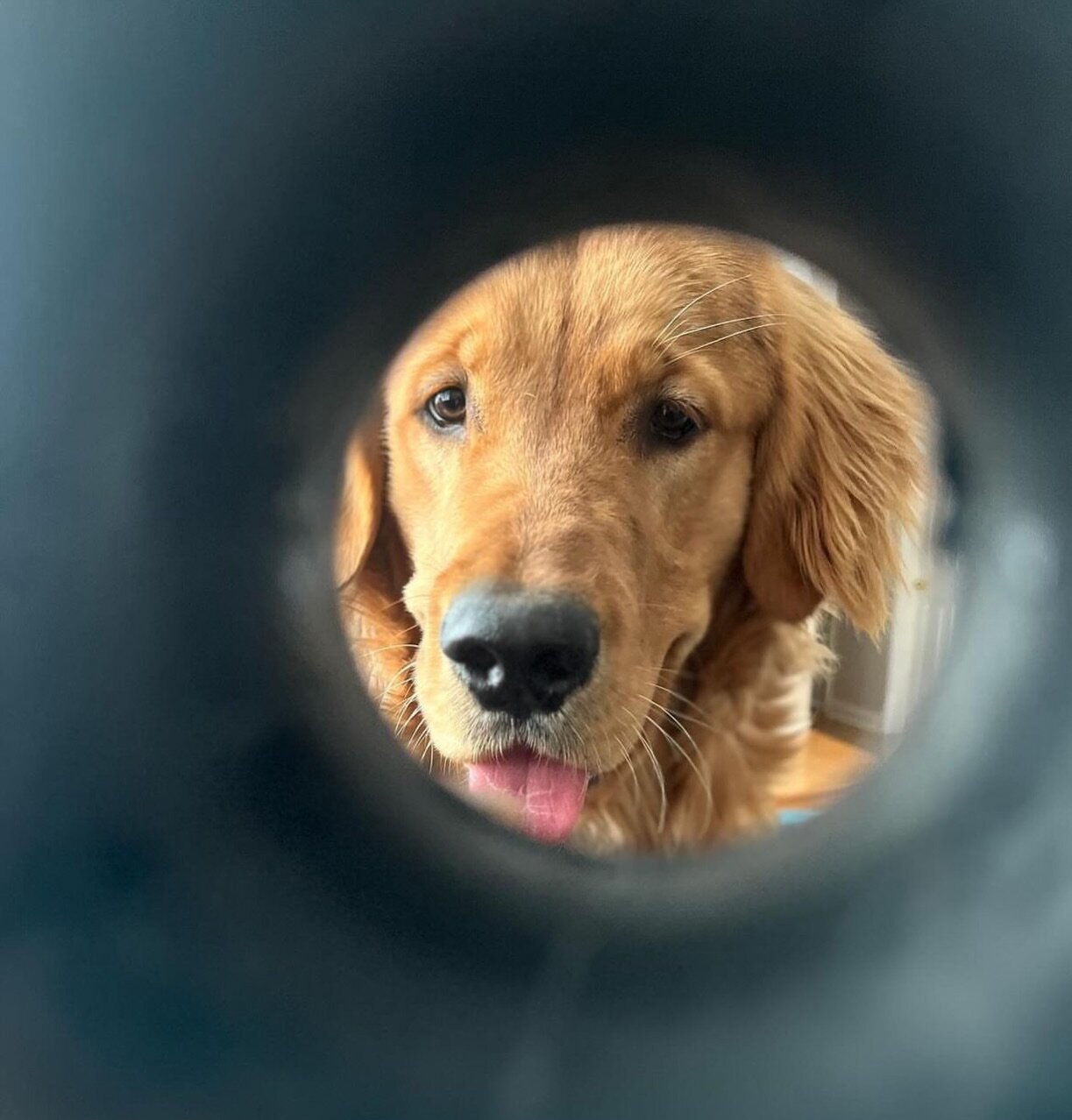 PeekaBOO🖤🐾 

Natural rubber, extremely durable, guaranteed for life

Goughnuts Love💚🐶

www.goughnuts.com

Goughnuts hashtags 
#goughnuts #goughnutstoys #goughnutsdogtoys #dog #dogs #dogtoys #dogtoy #chewtoy #chewtoys #toughtoys #rubber #naturalru