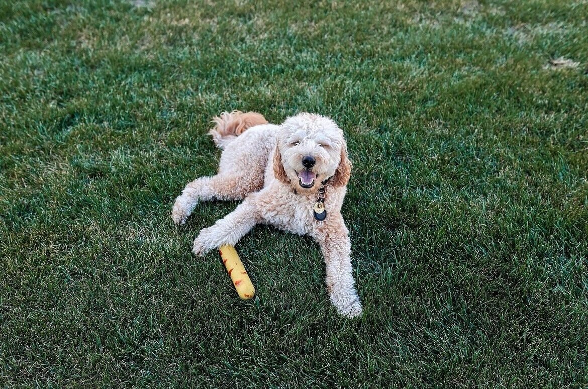 Happy Monday and Happy Playtime!🐾💚 

Your pup could be as happy as @golden.doodollie with a Goughnut or two or many🐶

www.Goughnuts.com

#question 
Do you guys want to see more &ldquo;only product&rdquo; posts, keep with the happy customer posts, 