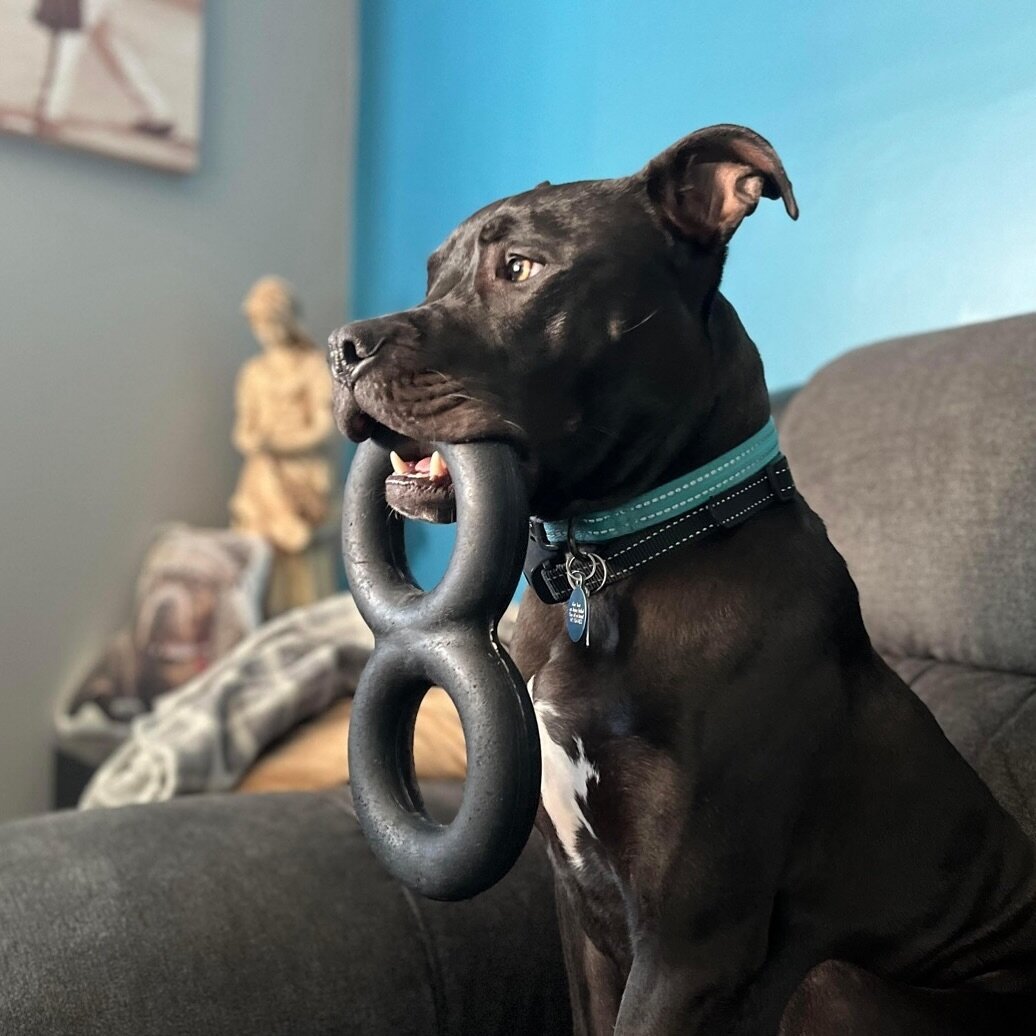 A very valuable customer with his well loved Maxx Tug🐾🖤

All your favorite Goughnuts toys &amp; stuff ➡️
🔗🔗 www.goughnuts.com 💚🐶

#goughnuts #goughnutstoys #goughnutsdogtoys #dog #dogs #dogtoys #dogtoy #chewtoy #chewtoys #toughtoys #rubber #nat