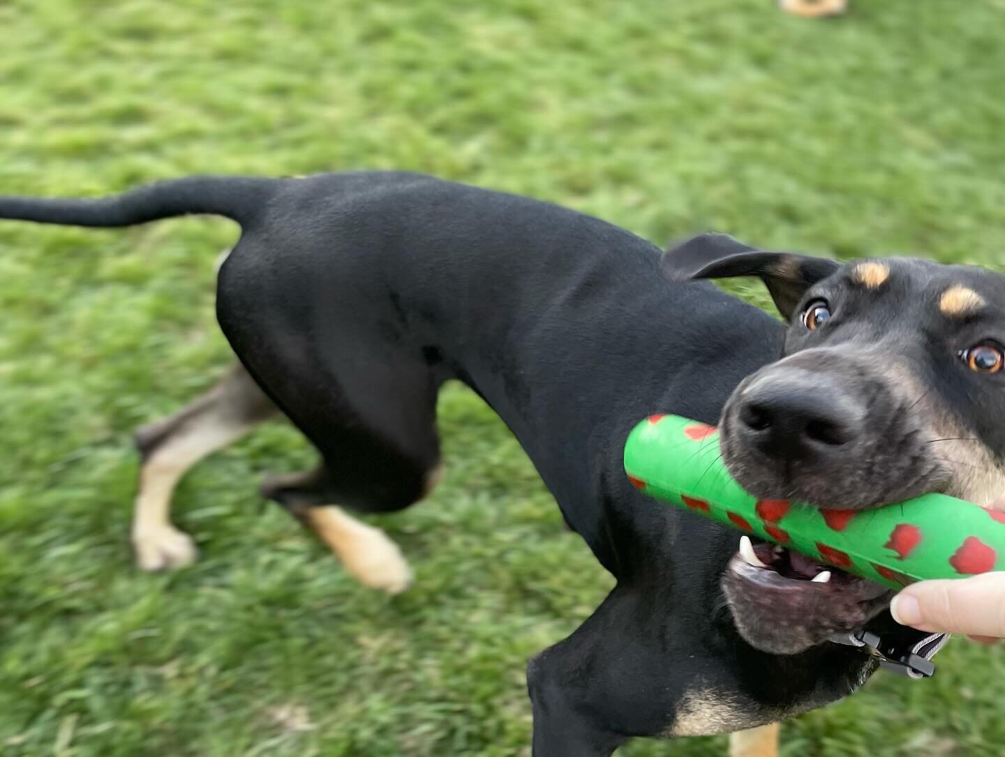 GOUGHNUTS GREEN STICK vs Penny the Great Dane feat. Rocket the Swiss Mountain dog

Get ALL green Goughnuts for 10%off until March 17th!
ONLY AT *the best place ever💚🐾
www.goughnuts.com 

#goughnuts #goughnutstoys #goughnutsdogtoys #dog #dogs #dogto