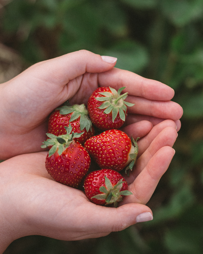 Pick Your Own Strawberries Massachusetts.jpg