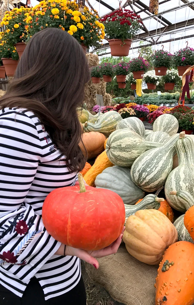 Picking The Perfect Pumpkins and Gourds 