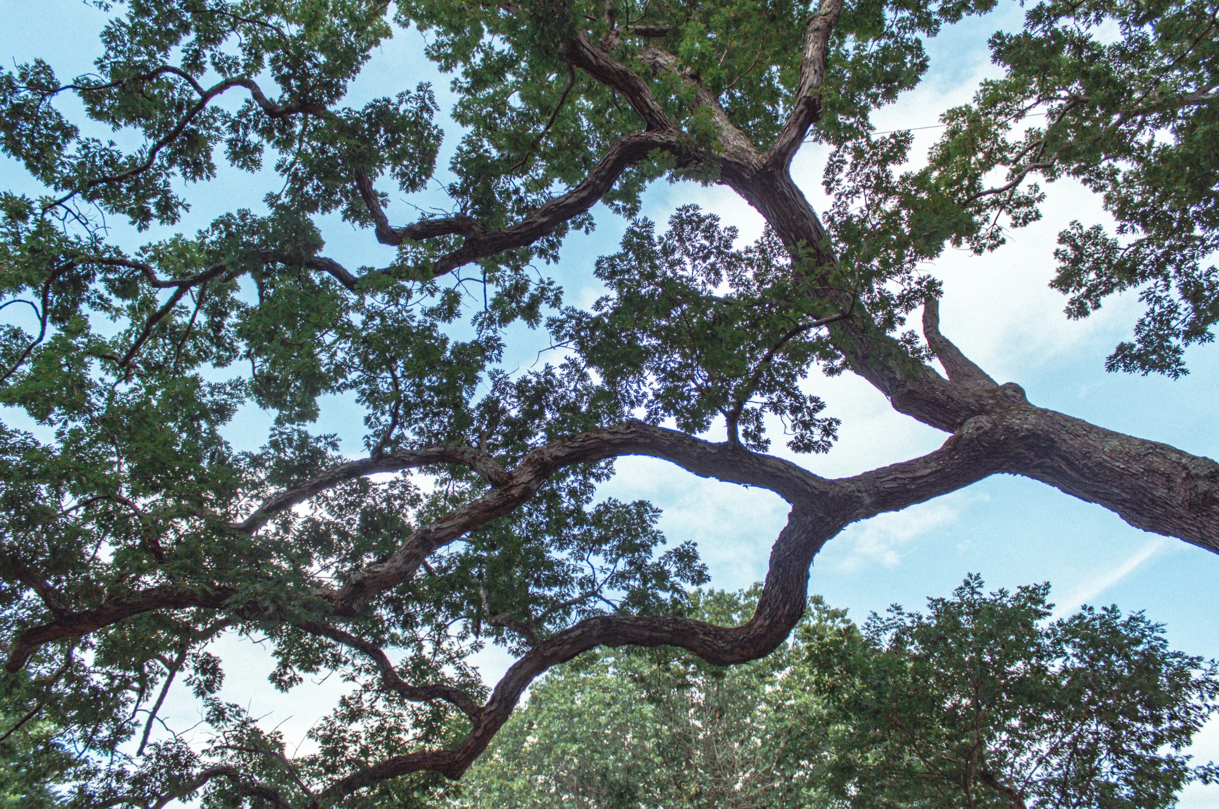 Dewey Oak in Granby.jpg