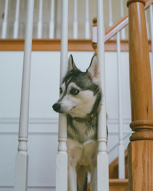 Every day Yuki waits on the landing of the stairs for the mail lady to bring her treats.