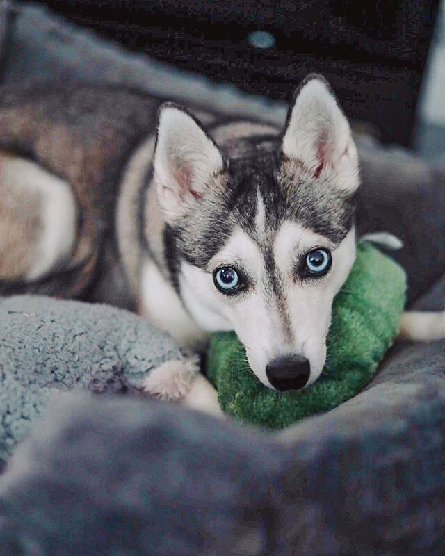 Always using her stuffies as pillows.