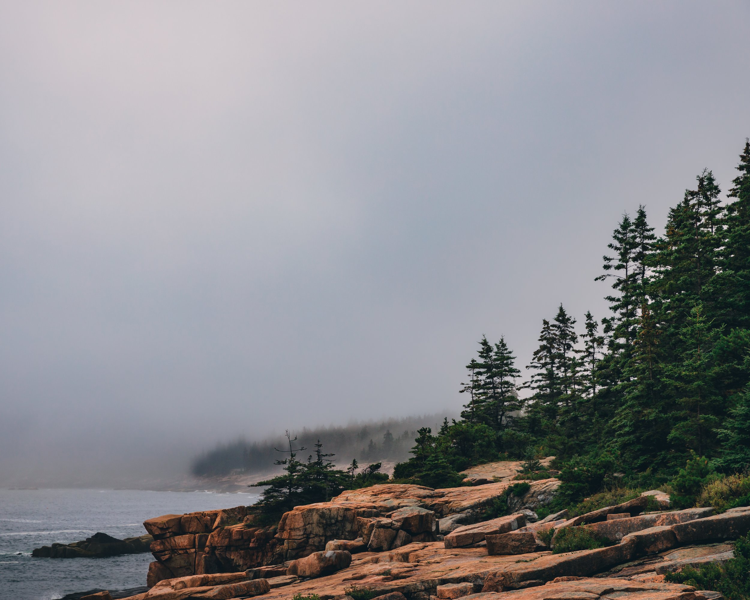 Foggy Acadia