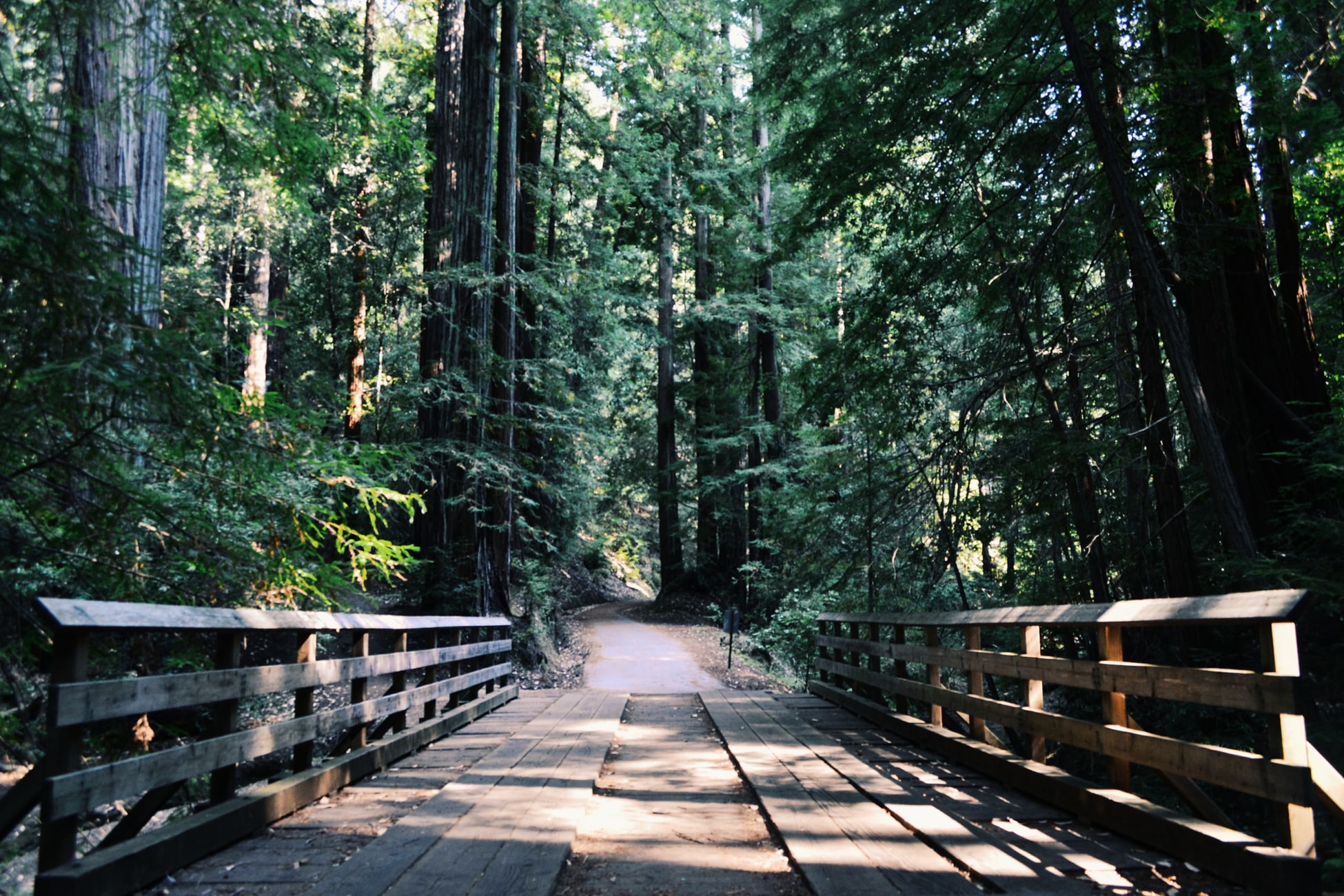 forestbridge.jpg