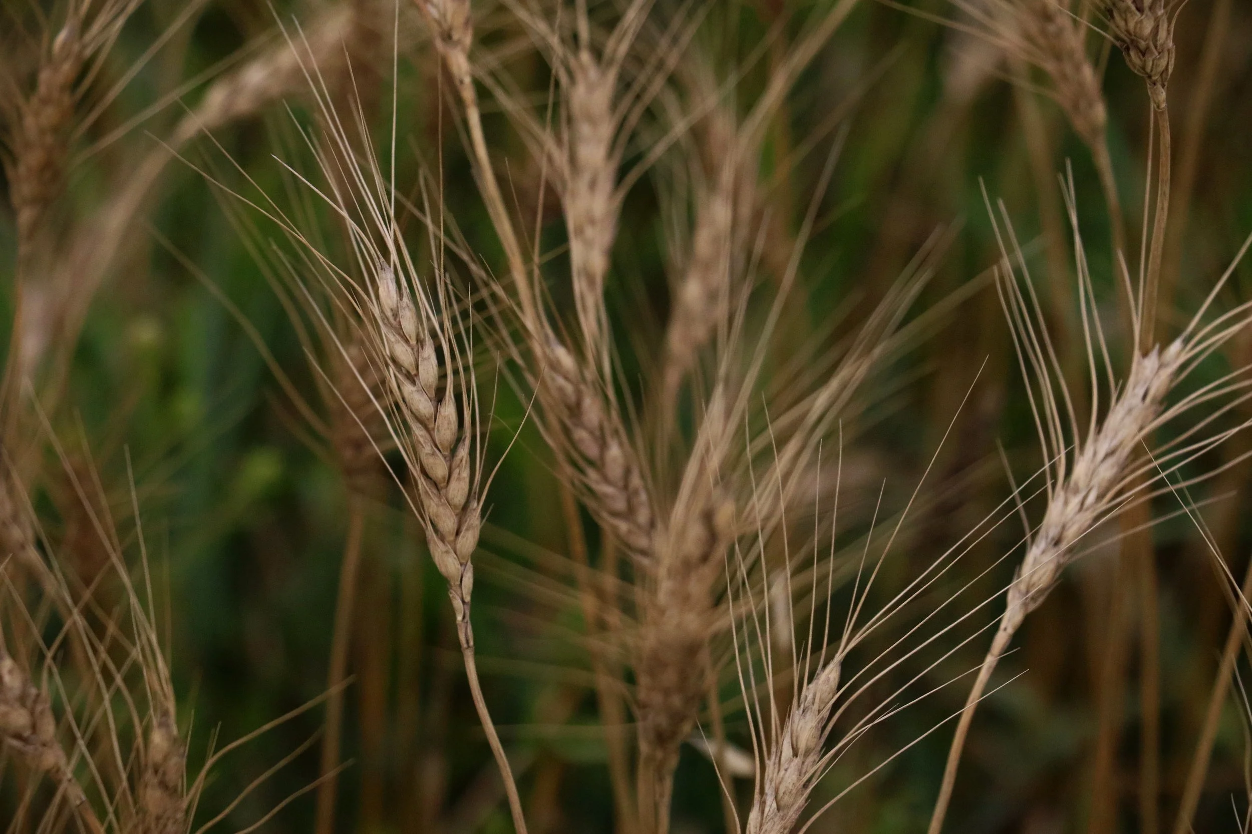 6S7A6102.jpg