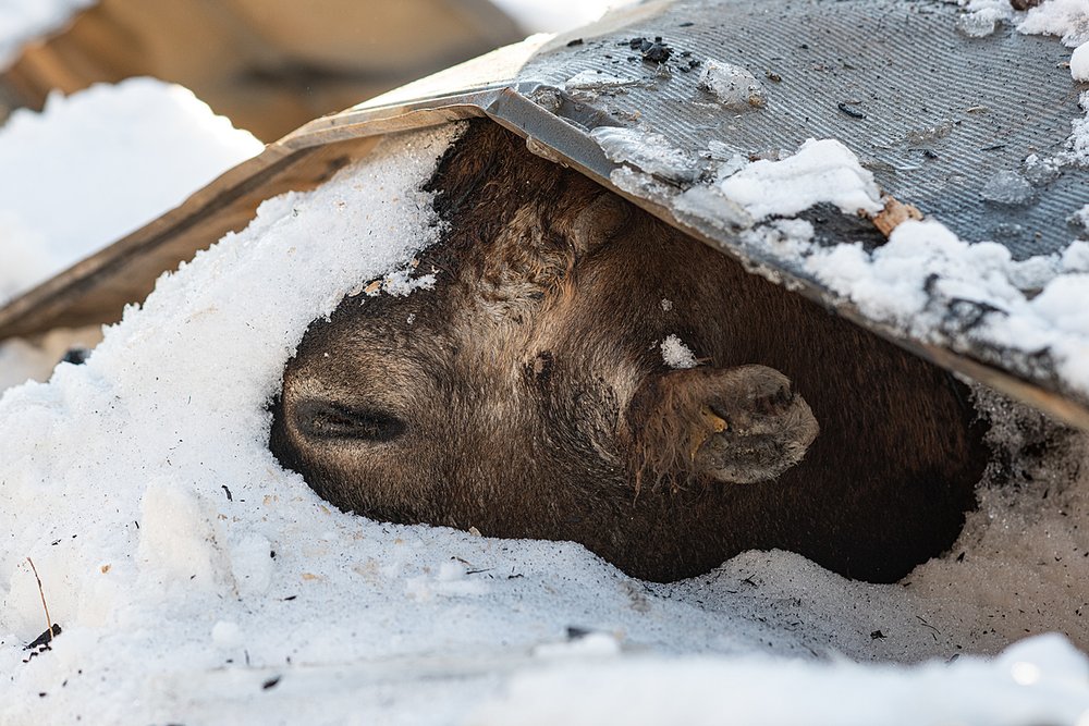 Dead cow barn fire in Stowe (Credit: Jo-Anne McArthur / We Animals Media)