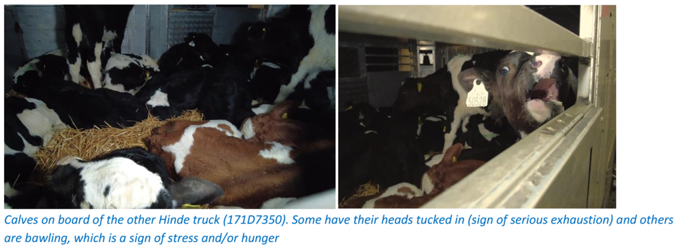 veal_2023 (7).png