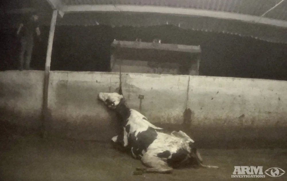 Cow being pulled over wall.
