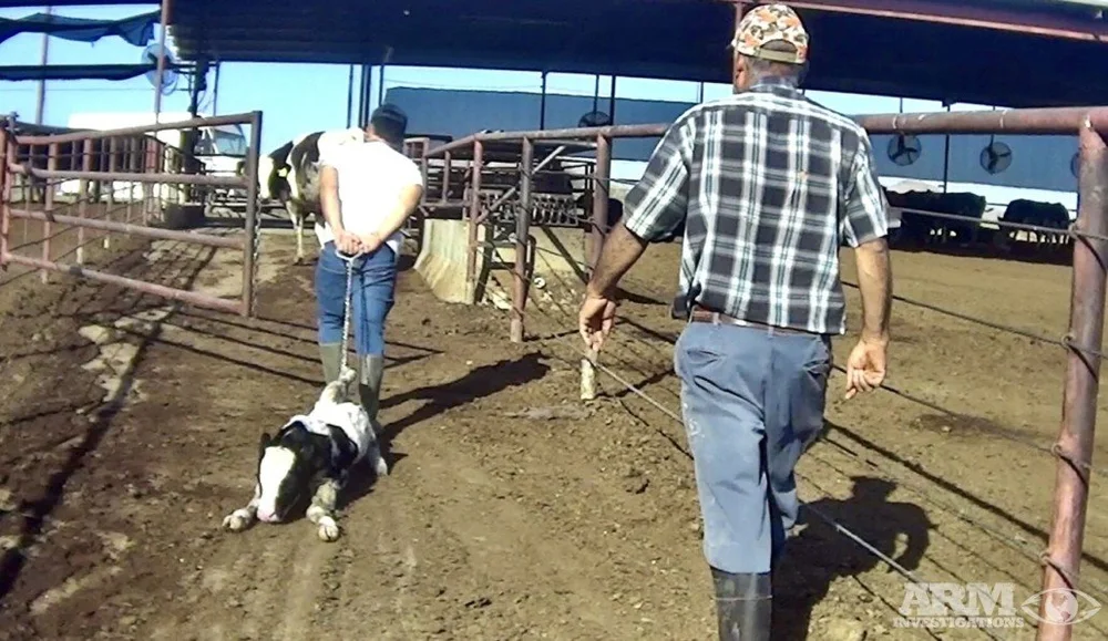 Man dragging calf on metal chain.
