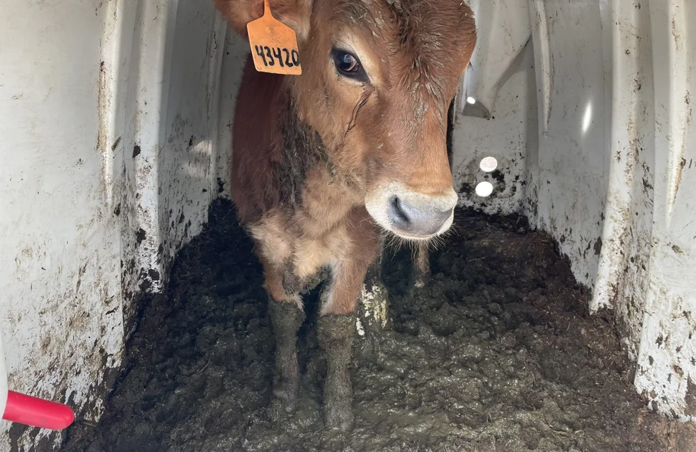 Calf looking out a muddy hut.