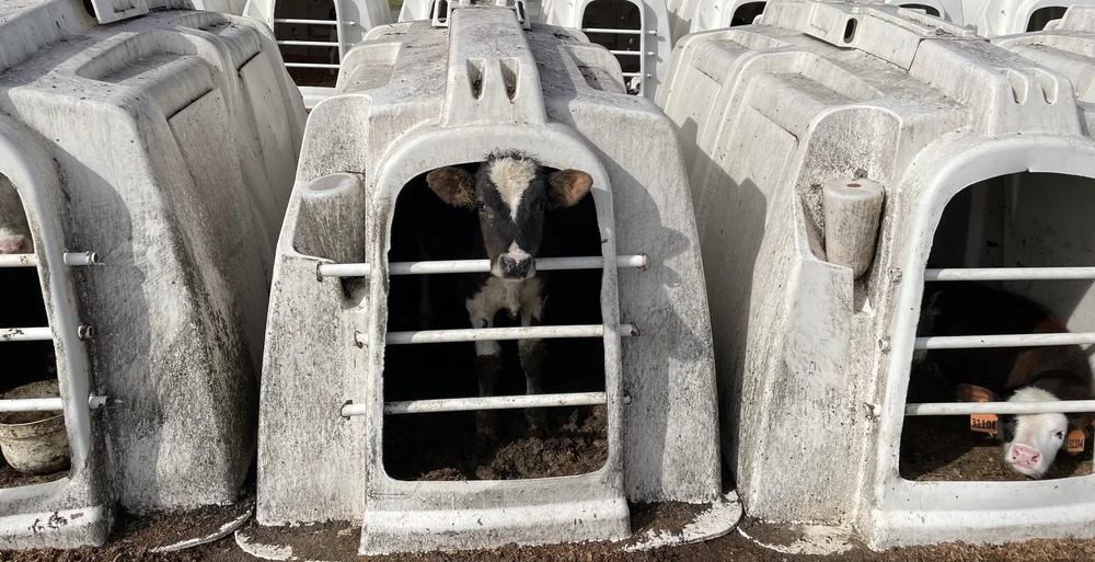 Calf looking outside their hut.