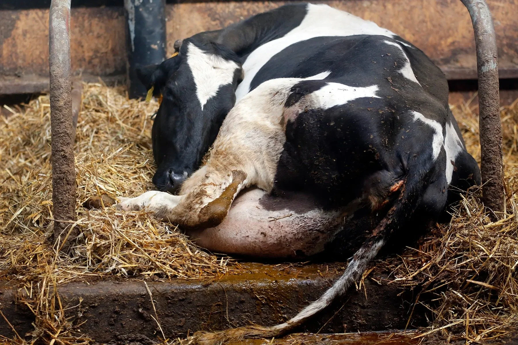The Invention of Dairy — Dairy-Truth