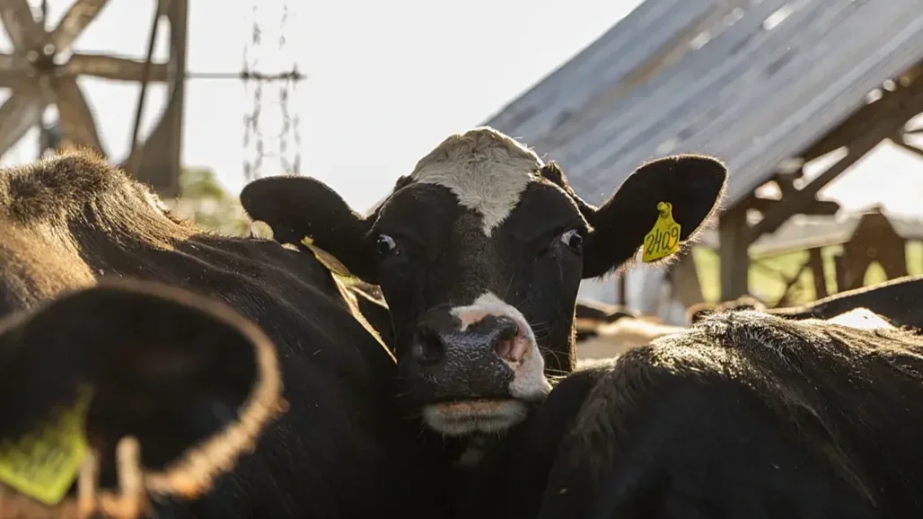 How Bird Flu Hid in a Dairy Cow's Udder for Months