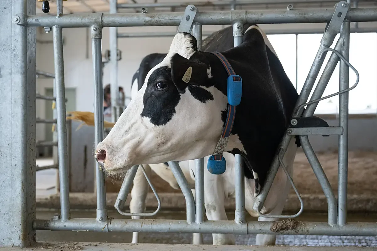 Are Cows Used for Milk Killed for Meat? Yes, Here Is How It Works