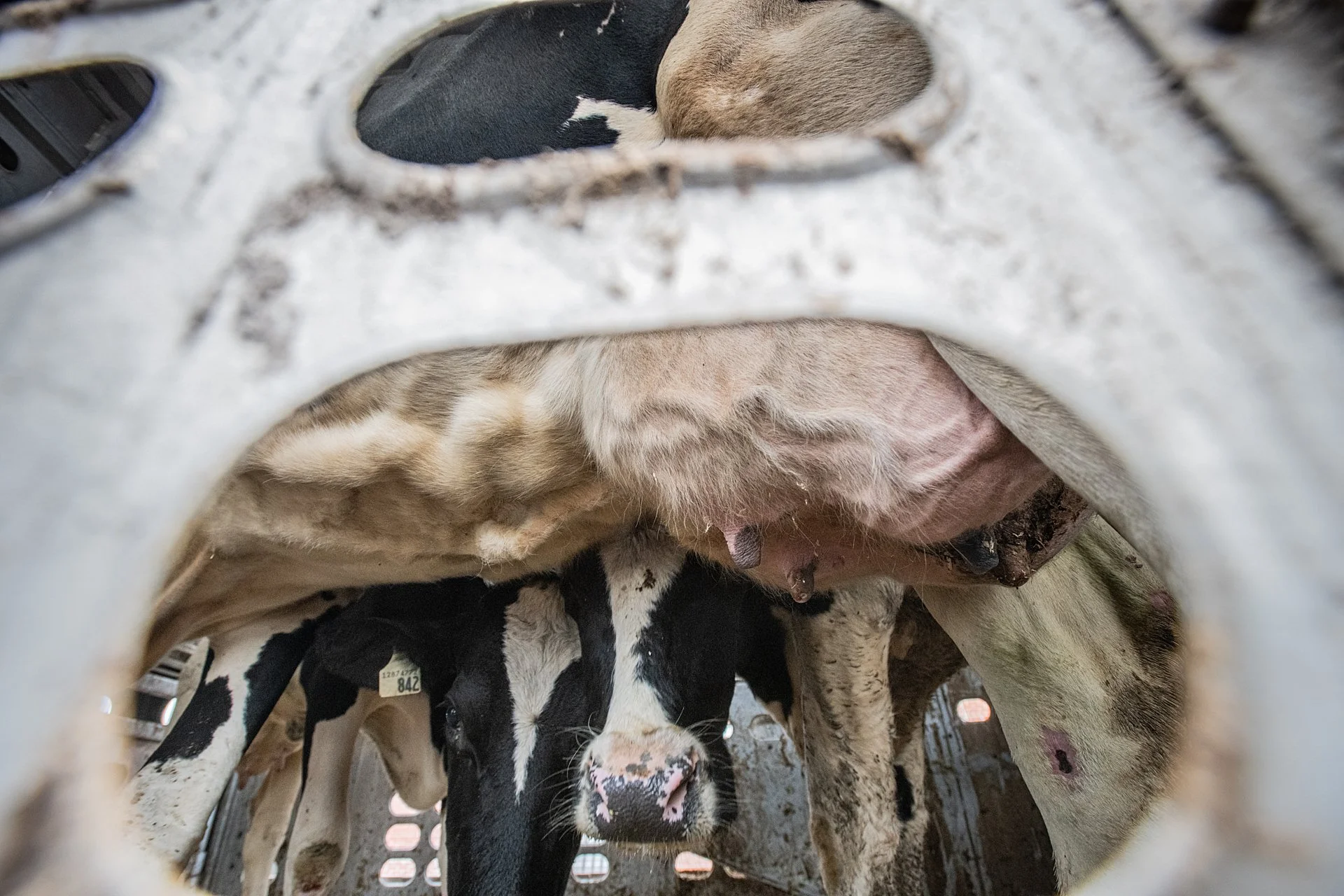 What Happens When Cows Stop Producing Milk?