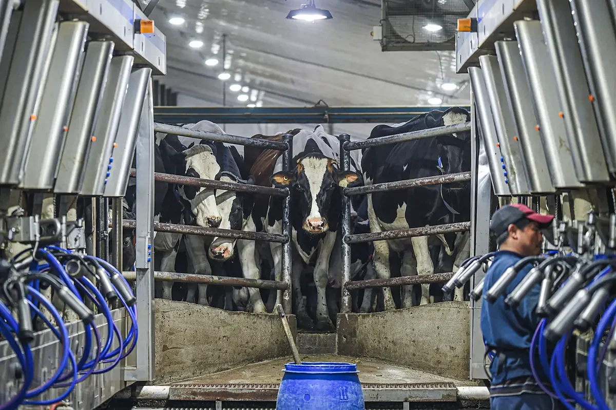 Dairy cows in a commercial milking barn.
