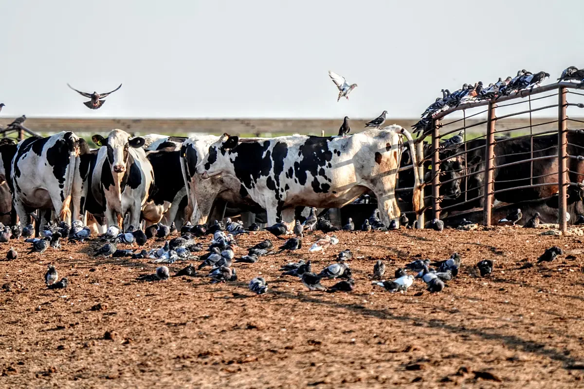 Holstein heifers surrounded by pigeons at a dairy farm stand without shade during a heatwave. Central Valley, California, USA, 2025. Crystal Heath / Our Honor / We Animals