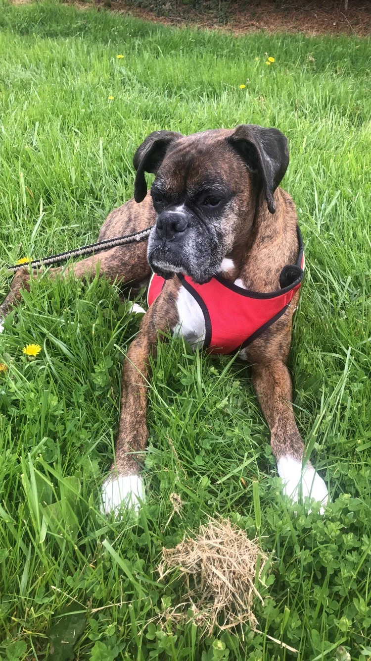 Four Home Must-Haves for Dog Owners