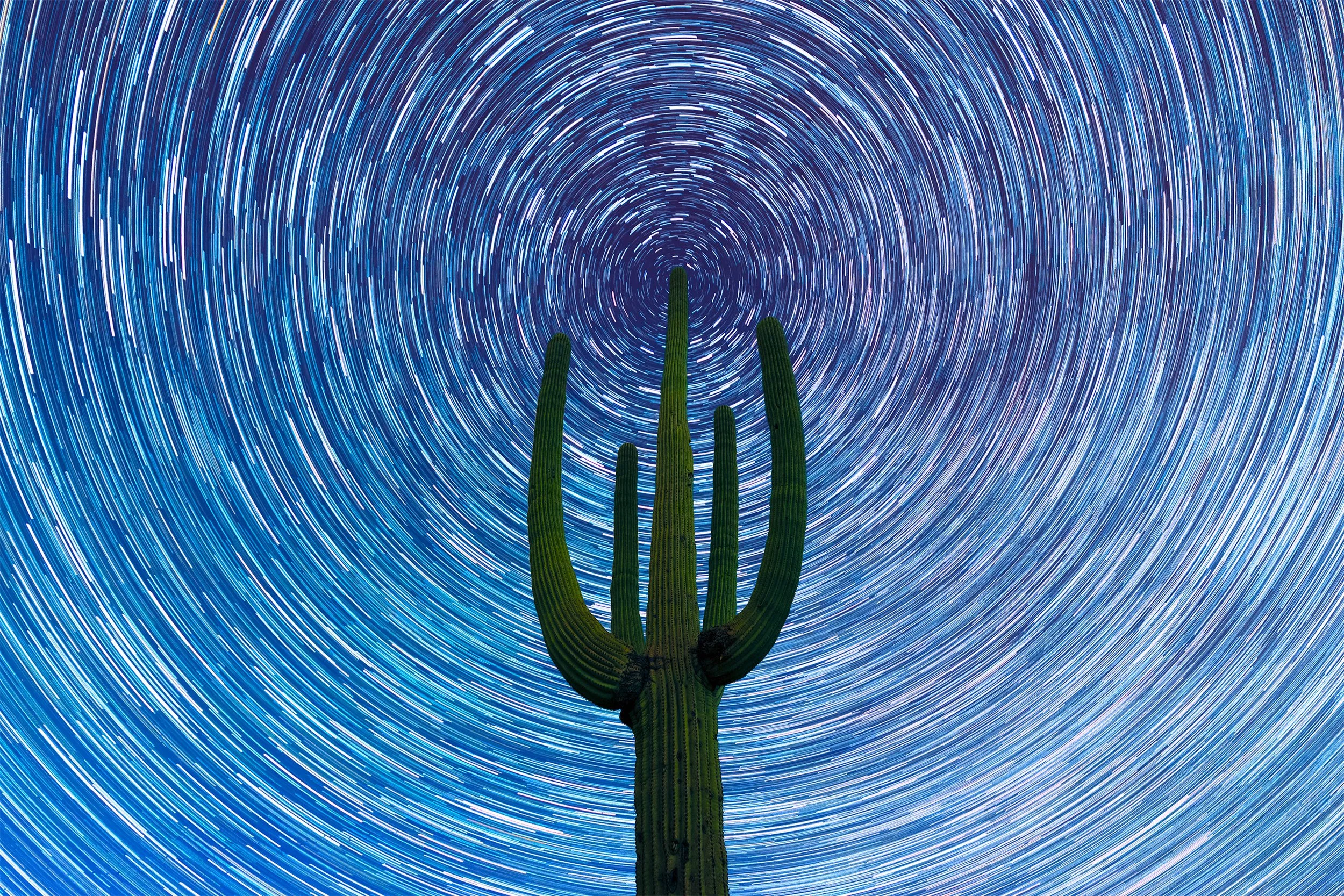 Cactus &amp; Cosmos