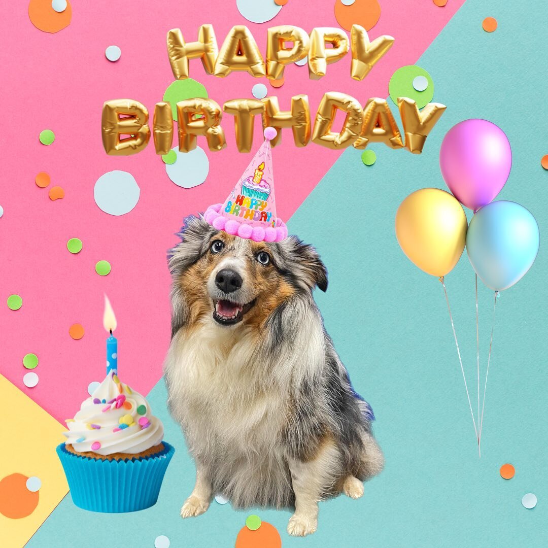 Everyone please wish our Canine Advocate @harper_lcac a happy, happy birthday! 🐶🥳🎂4️⃣