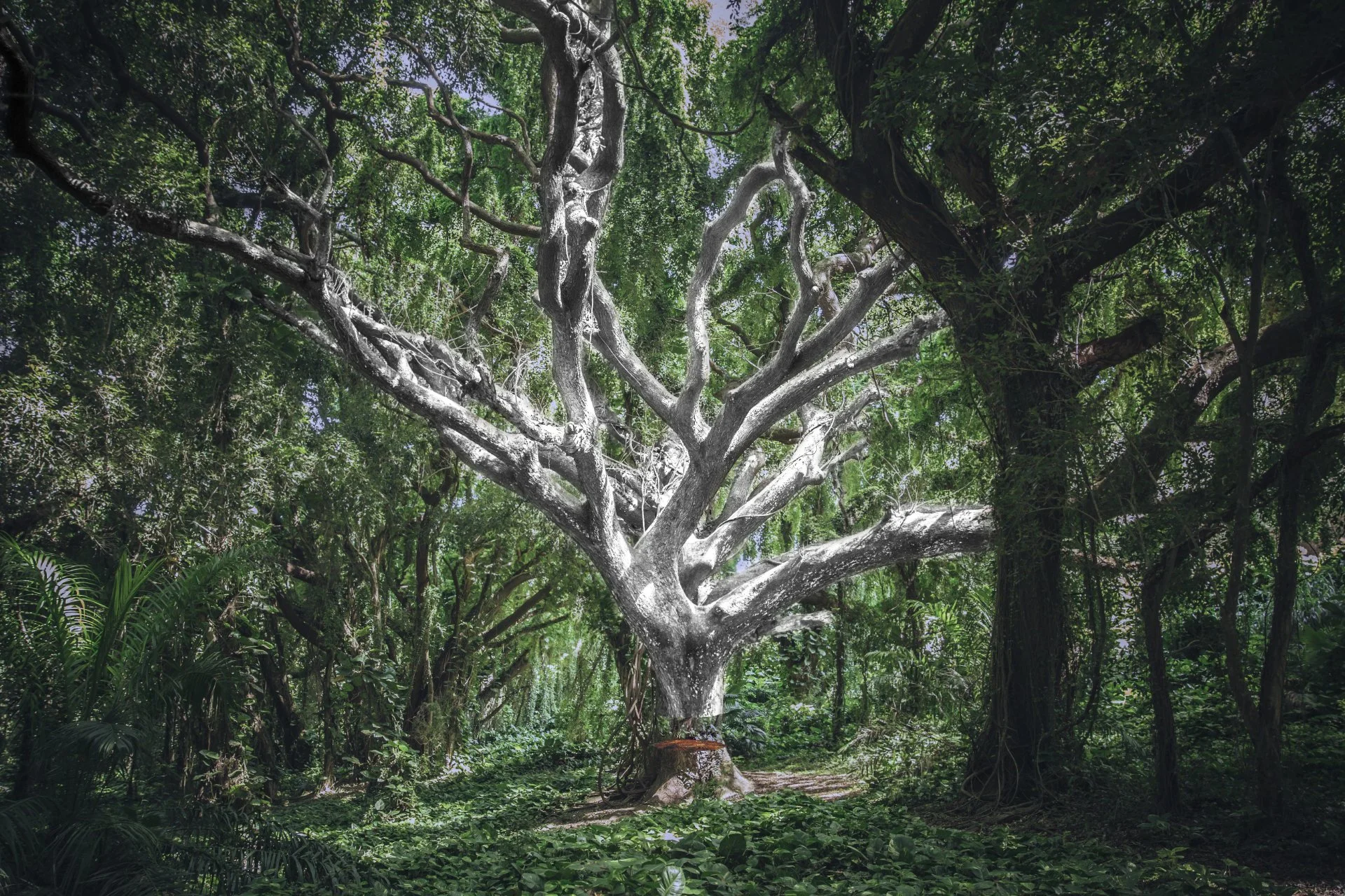 Striping the earth Image 2.jpg