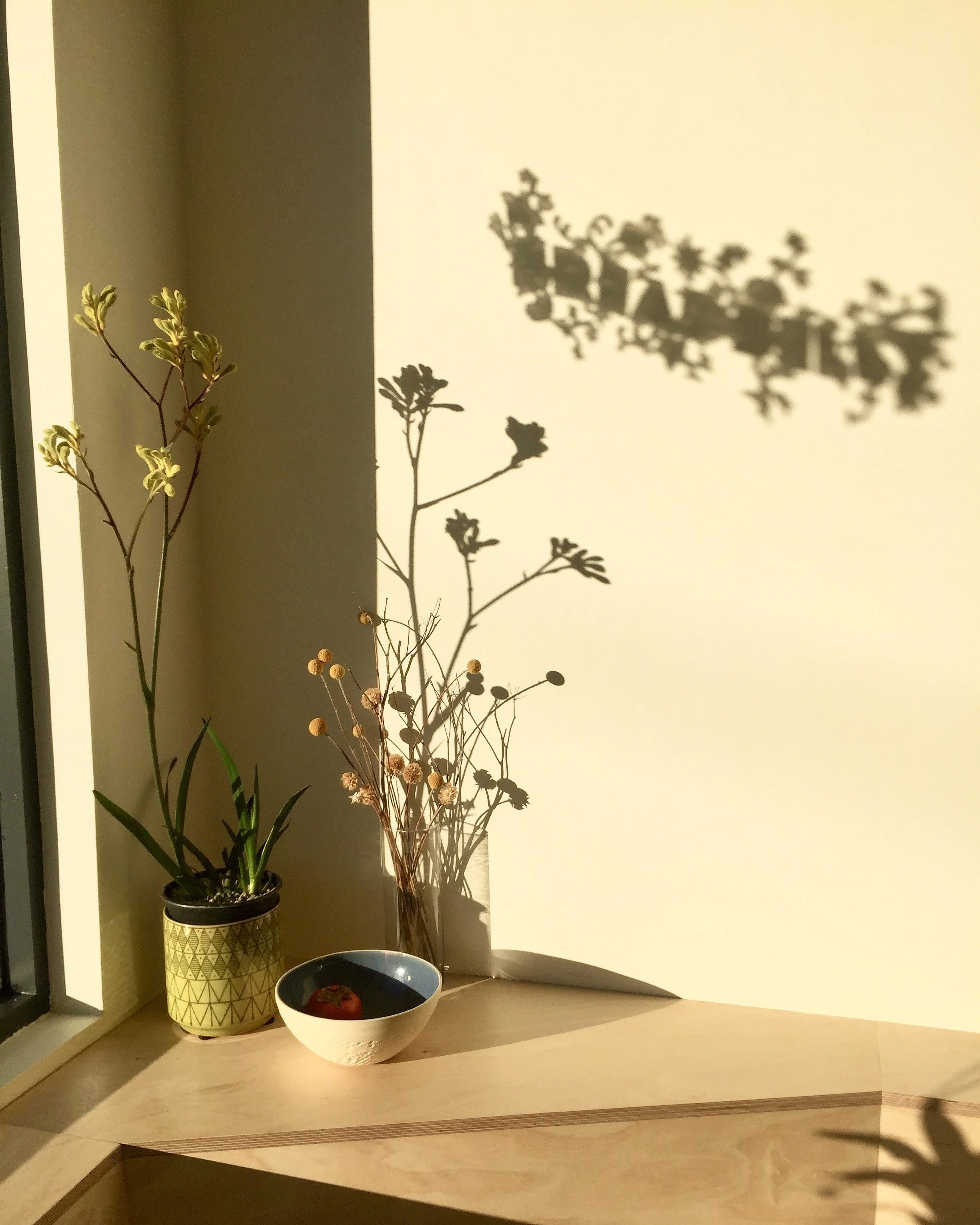 A potted plant with green leaves, dried flowers in a vase, and a bowl with a red fruit on a wooden surface, with shadows of the plant cast on a cream-colored wall.