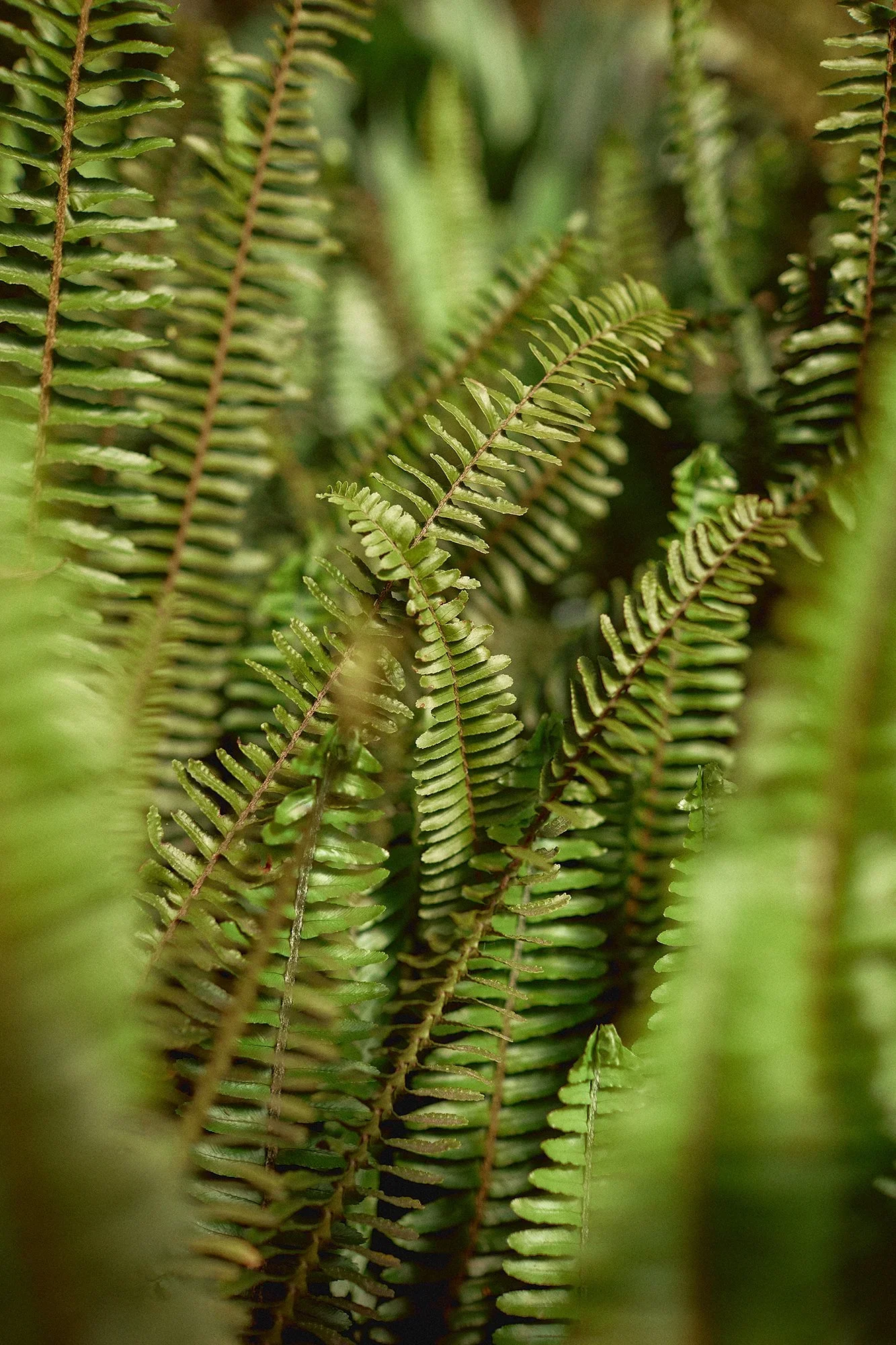 SUSTAINABILITY_STILL+LIVES_034.webp