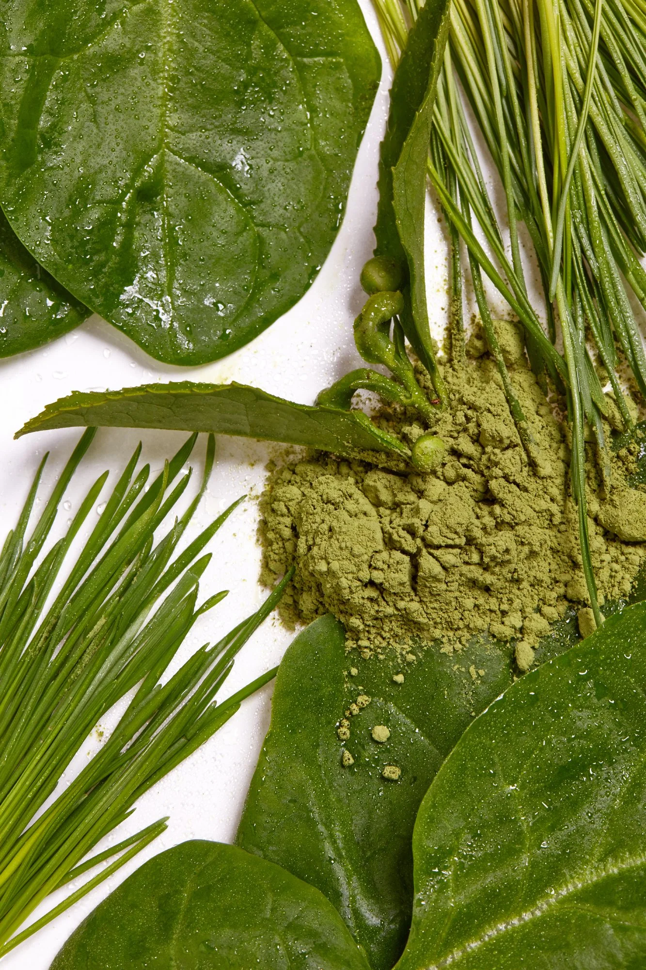 macro_greens_026.jpg