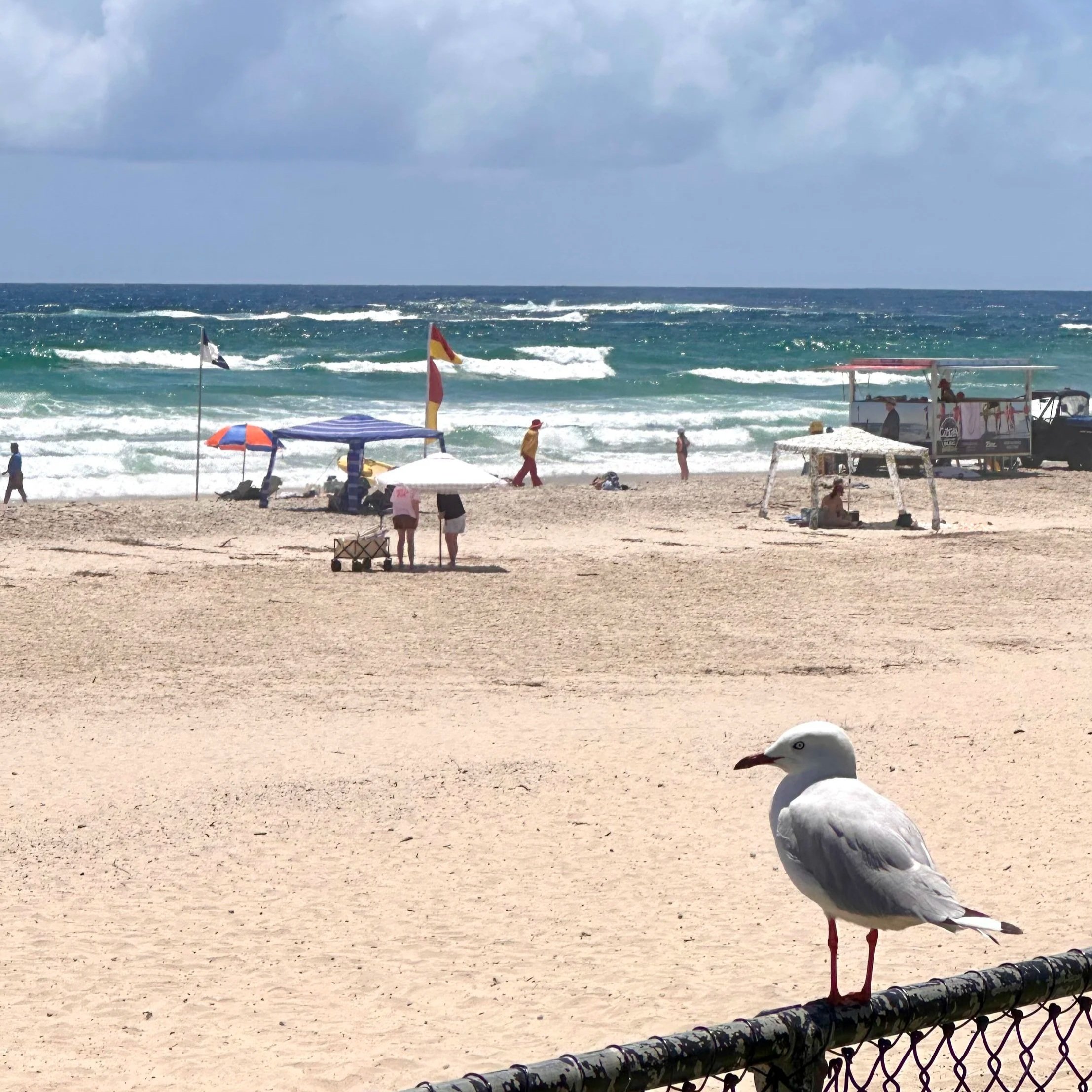 Seagull sits on a fence overlooking the beach