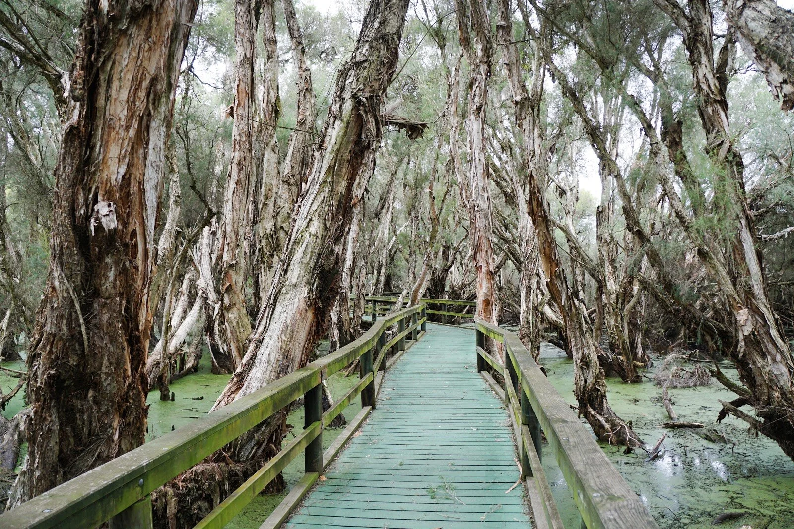 Reflective walk at 'The Spectacles' to celebrate the 5th Anniversary of Laudato Si' | Sept 2020