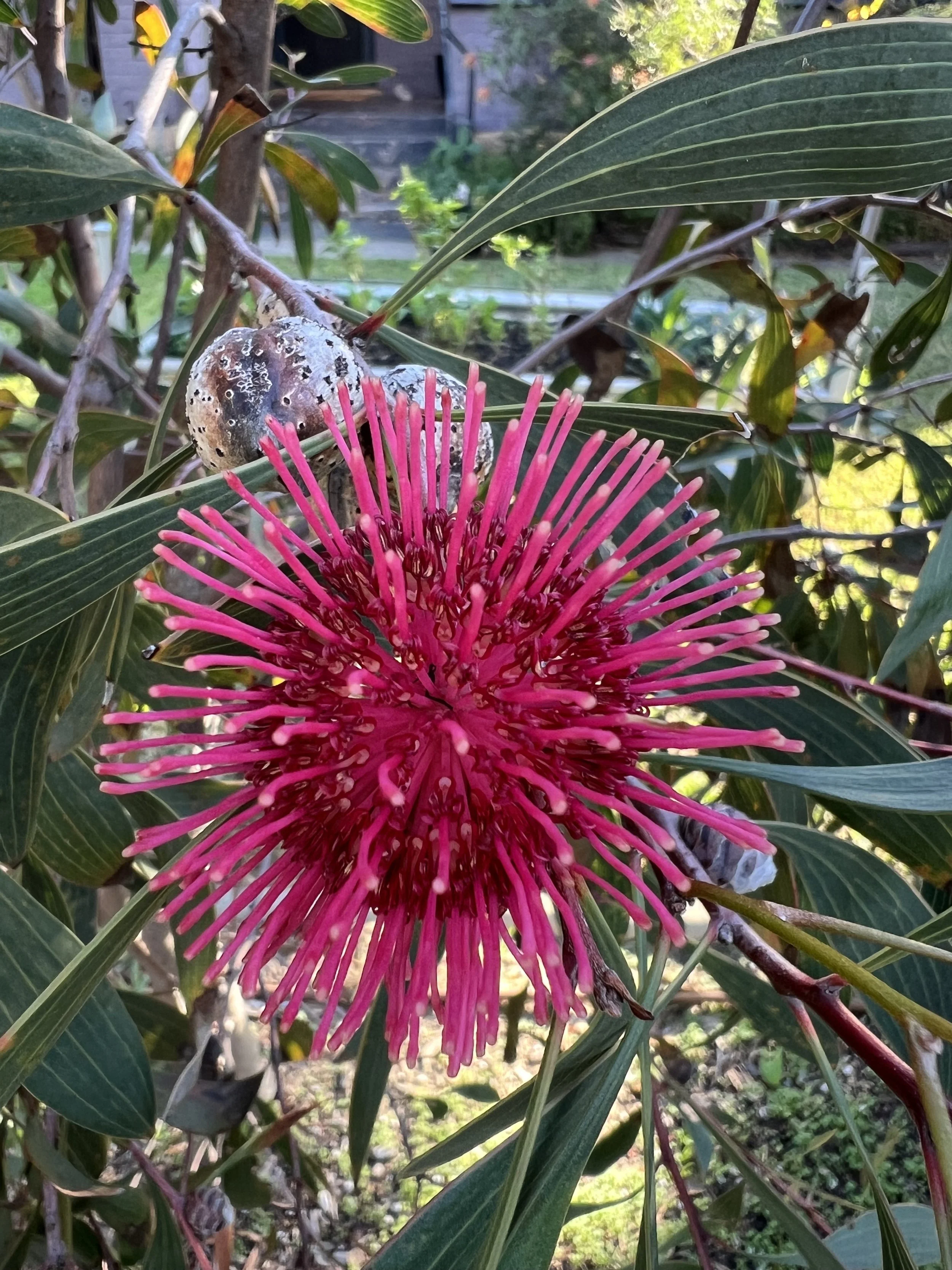 Ignatian Reflection Walk | Kings Park | 30th November 2024 | 8:30am -10:30am