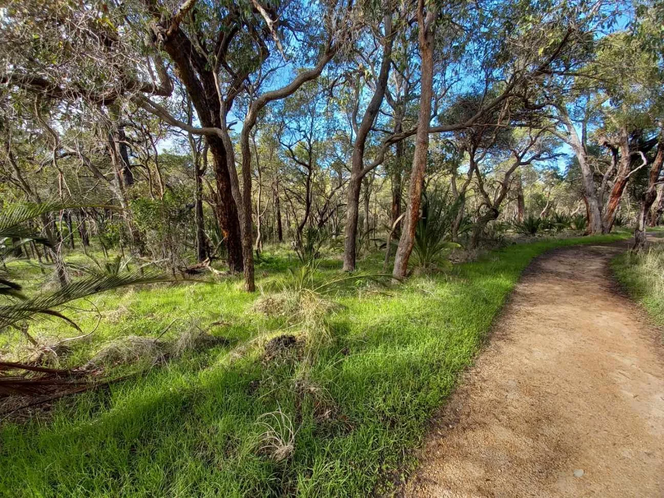 Ignatian Contemplative Walk | Saturday August 16th 2025 | 8:45am-11:30pm | Bold Park | Camel Lake Carpark