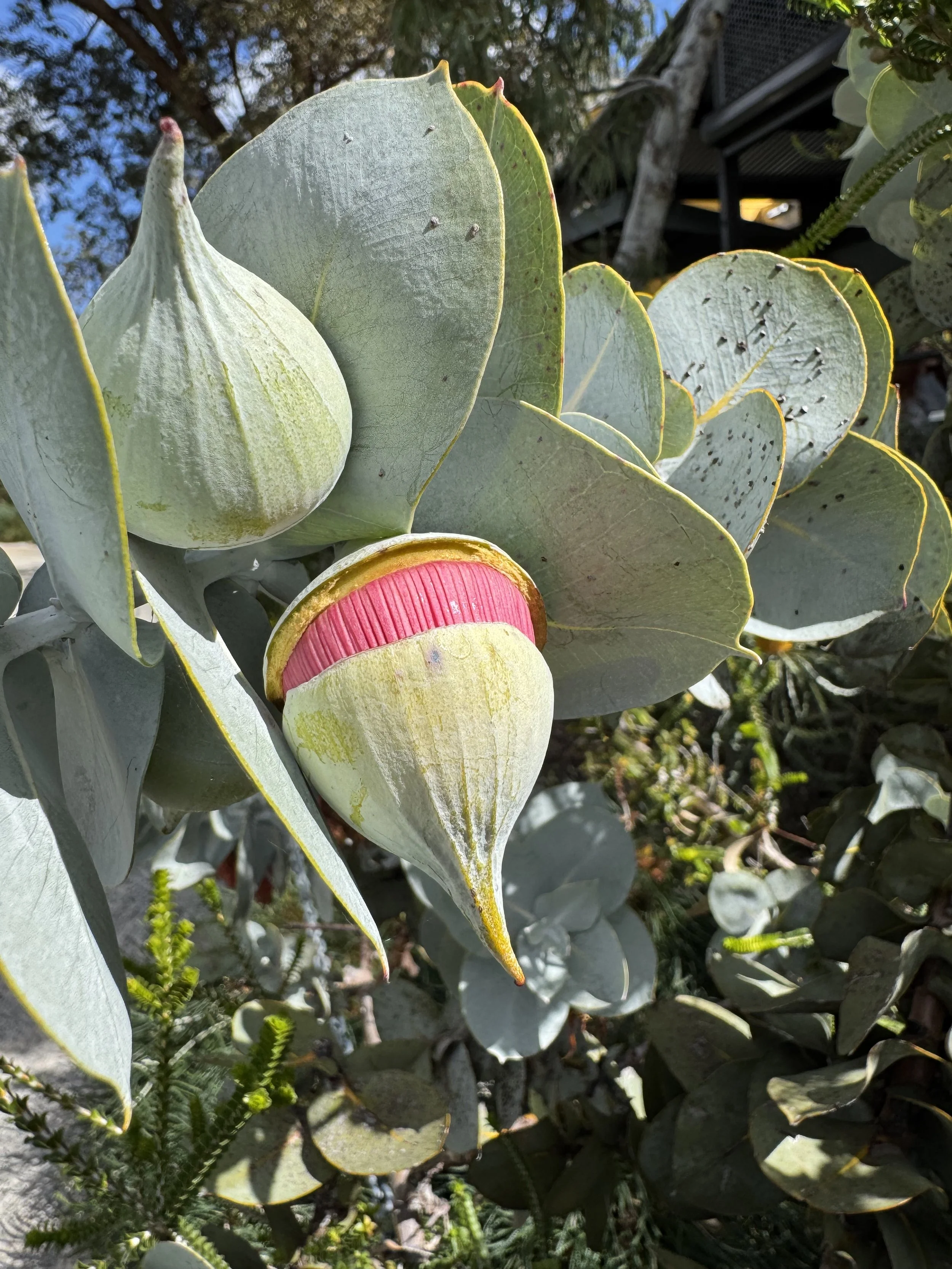 Ignatian Contemplative Walk | Kings Park | Sat November 15th | 8:15am-11am