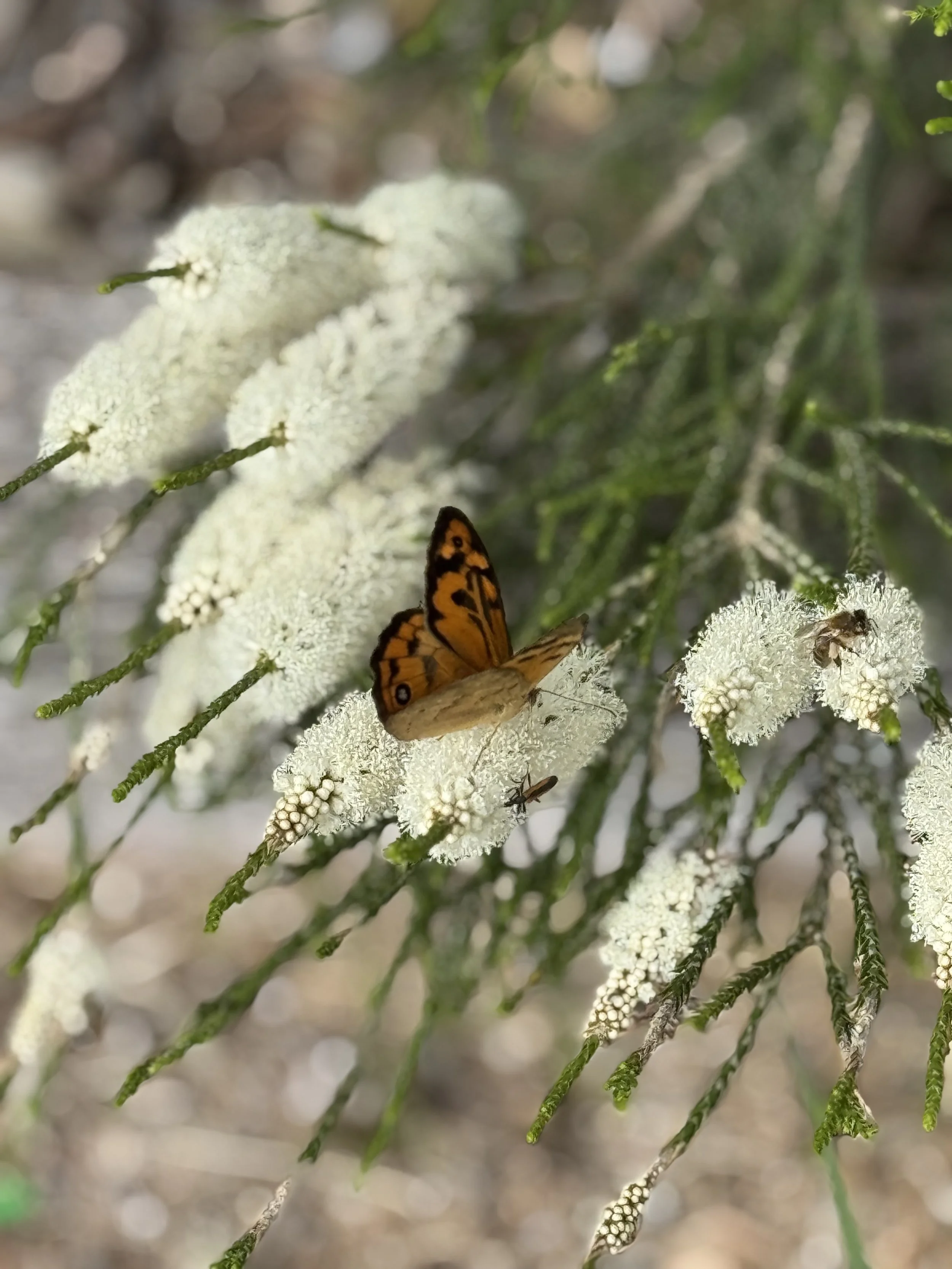 Contemplative Silent Walks in Nature in 2026