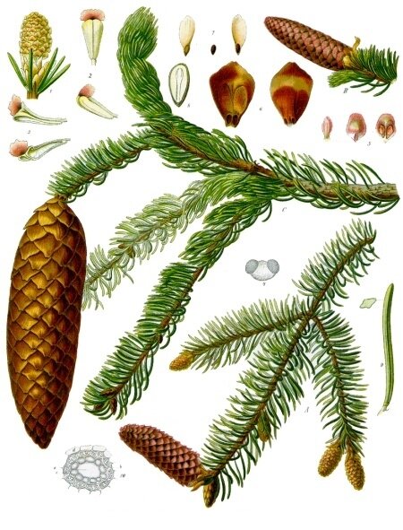 Picea_abies_-_Köhler–s_Medizinal-Pflanzen-105.jpg