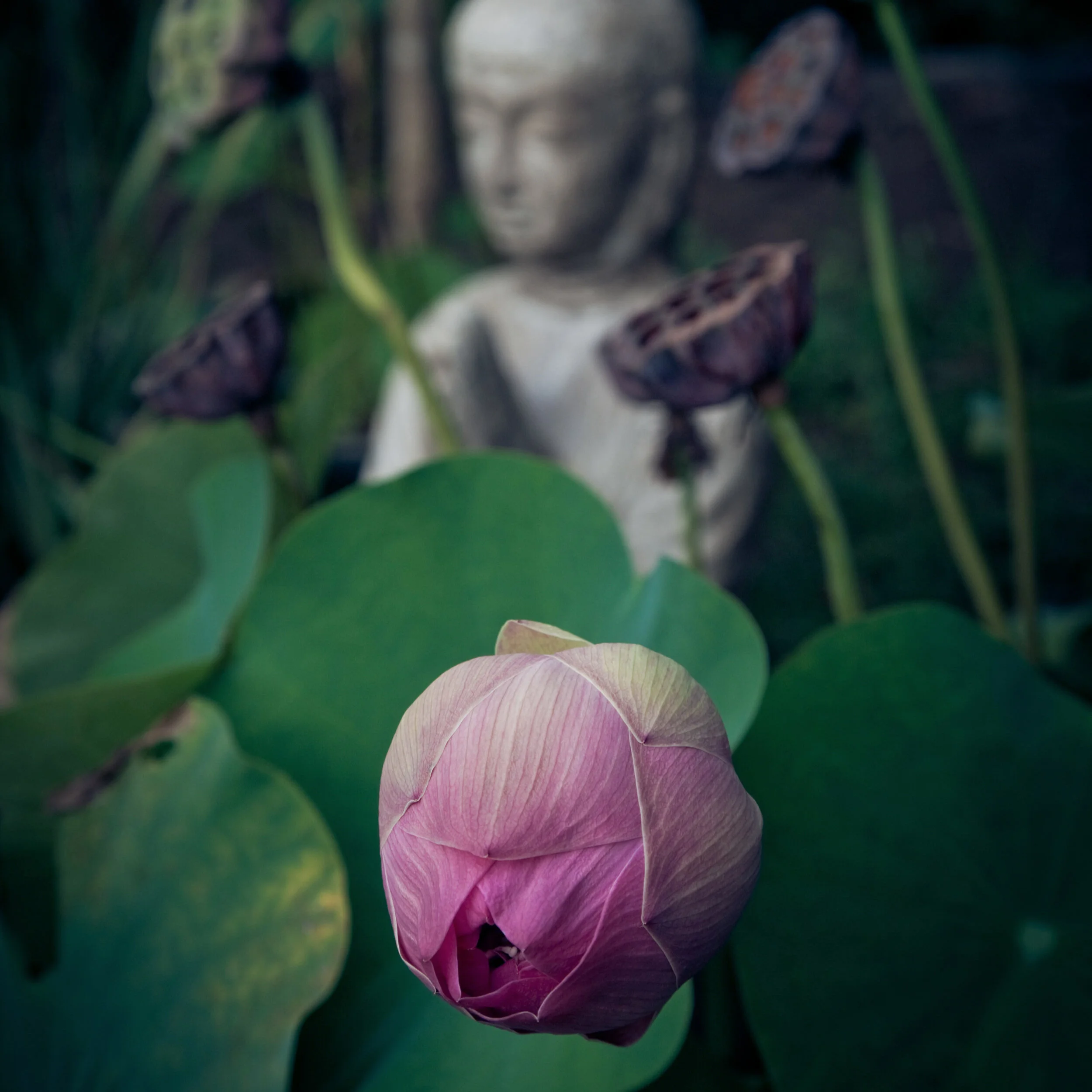 Le cinque emozioni in Medicina Cinese