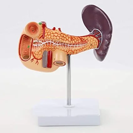 La Milza in Medicina Cinese