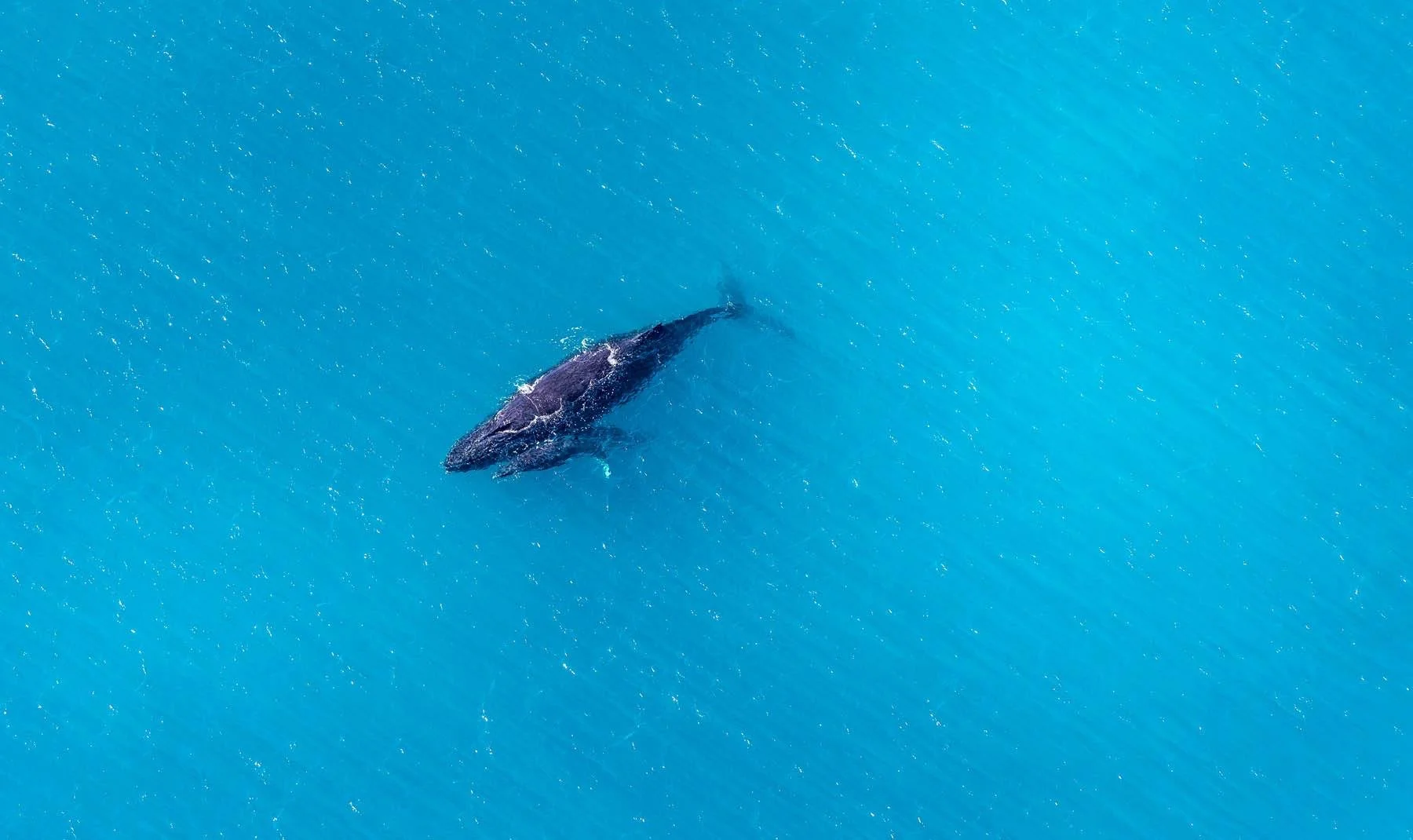 Hamilton Island Race Week 2018