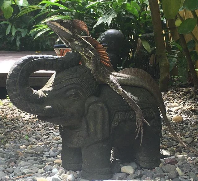 Having a little sun bathe #pool life #Fran brynford jones