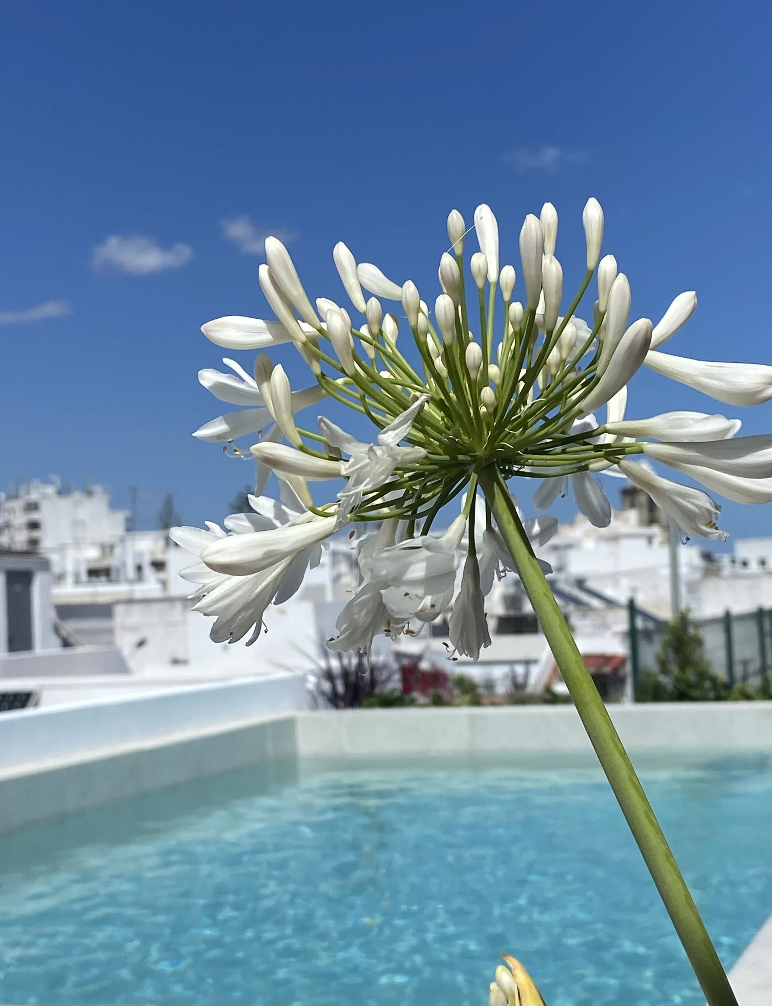 Swimming pool Casa Amor.jpg