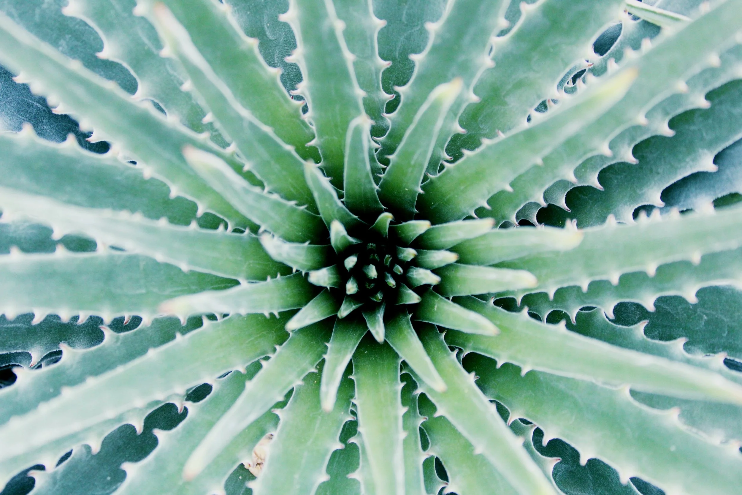 Gift of Nature - Aloe Vera