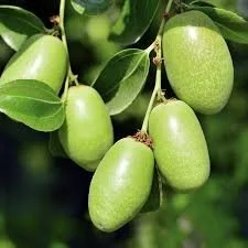 jojoba.jpg