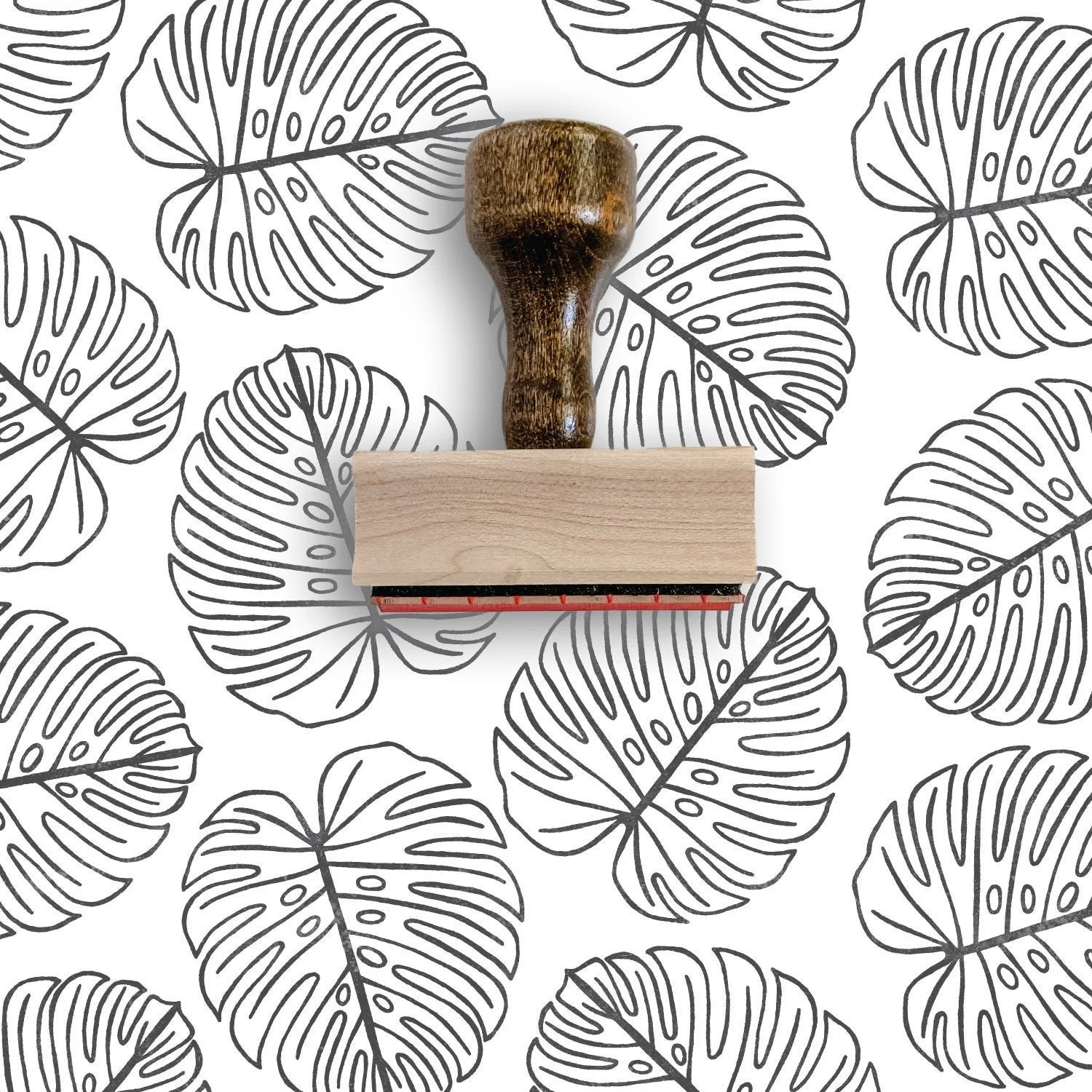 amydrium monstera Monstera - Amydrium - Variegated main image 0