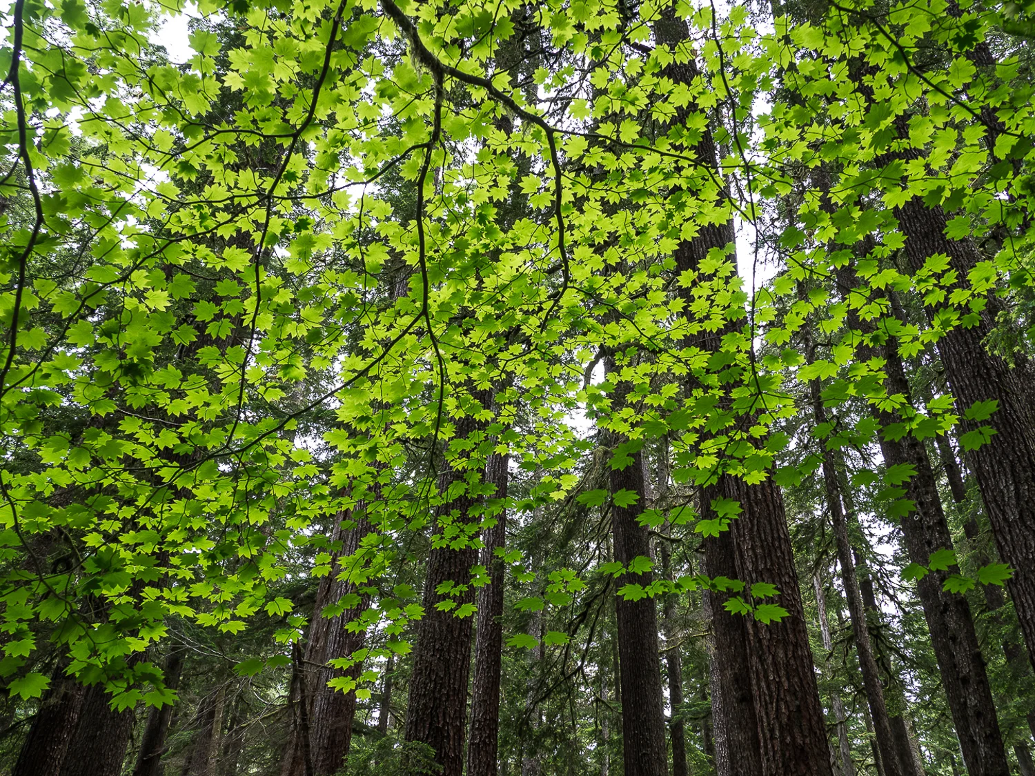 verde-3.jpg
